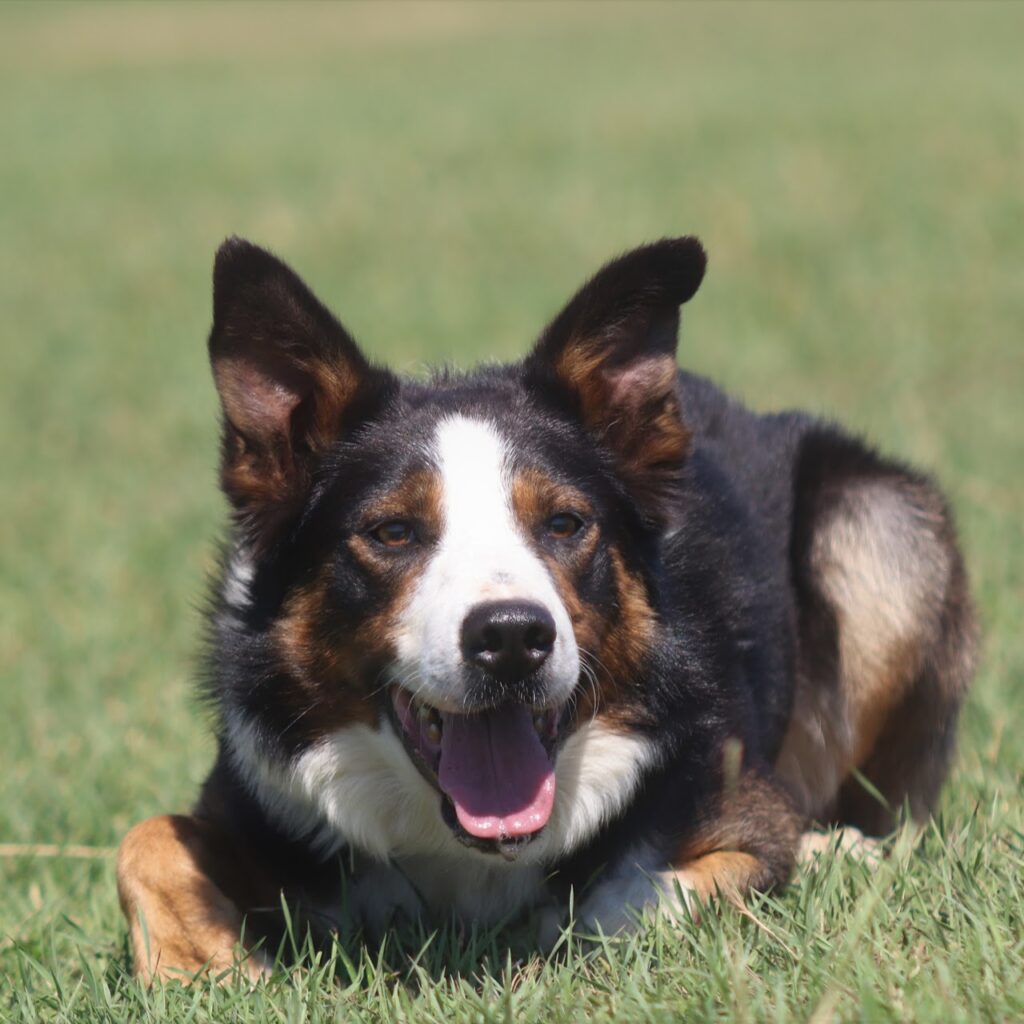 Ben, a tri-color Border Collie, lying down
