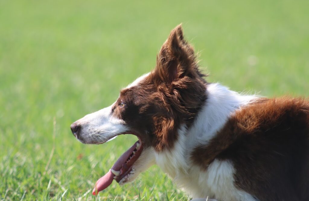 Jenny, a red and white Border Collie, profile